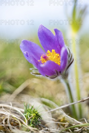 Pasque flower (Pulsatilla vulgaris), blooming, sunset, Bavaria, Germany