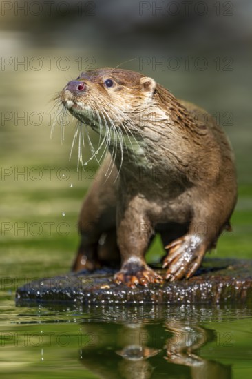 Eurasian otter (Lutra lutra) on a tree trunk in the water of a little lake, Bavaria, Germany