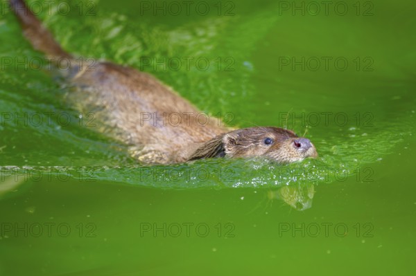 Eurasian otter (Lutra lutra) swimming in the water of a little lake, Bavaria, Germany