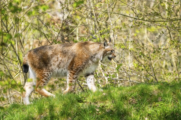 Eurasian lynx (Lynx lynx), walking on a meadow, Bavaria, Germany