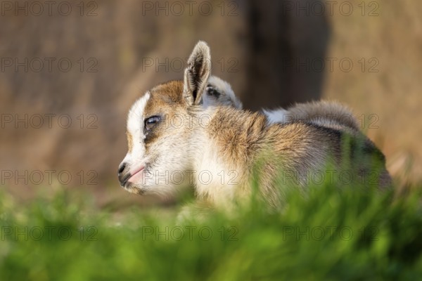 Domestic goat (Capra hircus) youngster lying on the ground, Bavaria, Germany