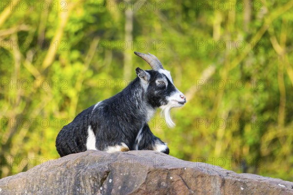 Domestic goat (Capra hircus) lying on a rock, Bavaria, Germany