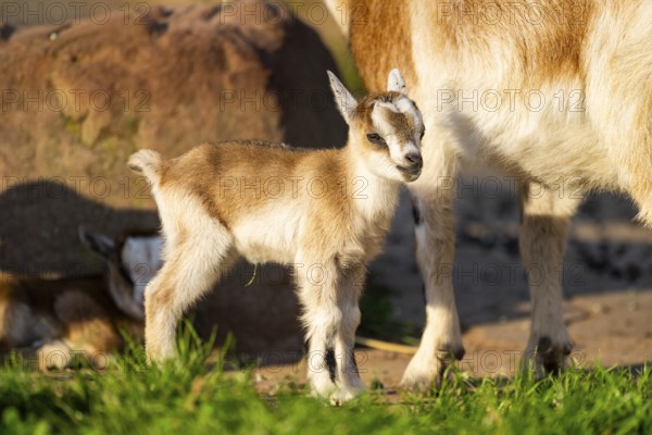 Domestic goat (Capra hircus) youngster standing on the ground, Bavaria, Germany