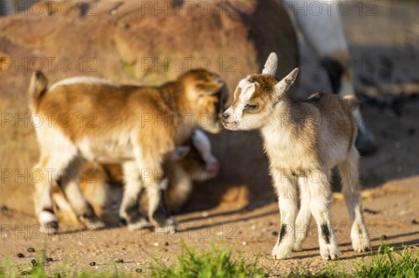 Domestic goat (Capra hircus) youngsters on the ground, Bavaria, Germany
