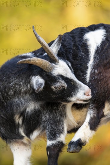 Domestic goat (Capra hircus), portrait, Bavaria, Germany