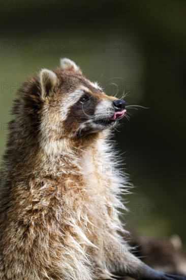 Common raccoon (Procyon lotor), portrait, Bavaria, Germany