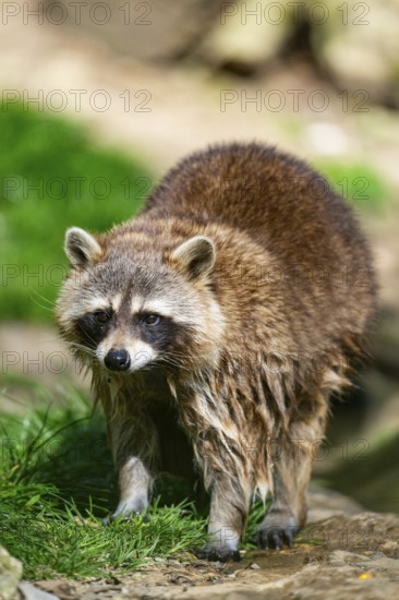 Common raccoon (Procyon lotor) standing on the ground, Bavaria, Germany