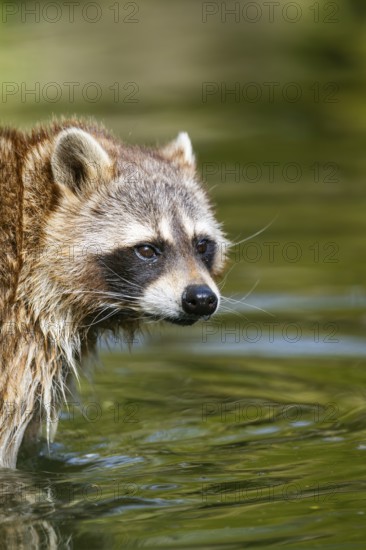 Common raccoon (Procyon lotor) in the water of a little lake, Bavaria, Germany