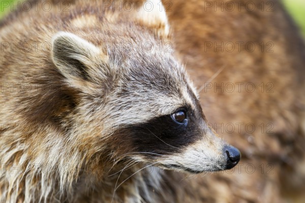 Common raccoon (Procyon lotor), portrait, Bavaria, Germany