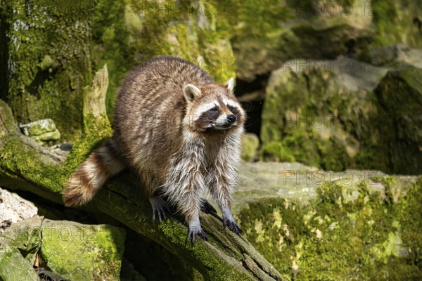Common raccoon (Procyon lotor) climbing up a tree, Bavaria, Germany