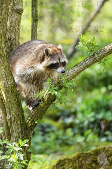 Common raccoon (Procyon lotor) climbing up a tree, Bavaria, Germany