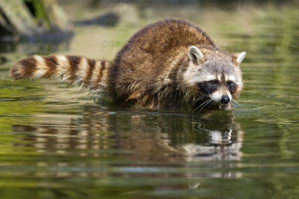 Common raccoon (Procyon lotor) in the water of a little lake, Bavaria, Germany