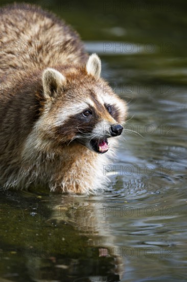Common raccoon (Procyon lotor) on the watershore, Bavaria, Germany