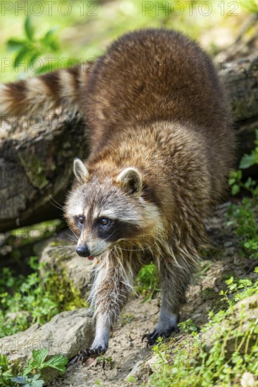 Common raccoon (Procyon lotor) walking on the ground, Bavaria, Germany