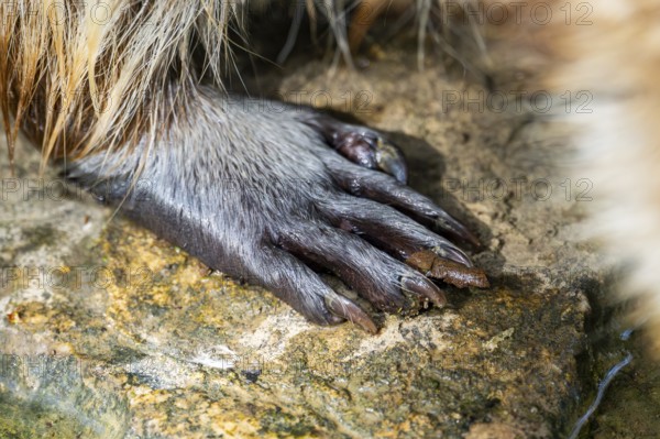 Common raccoon (Procyon lotor), foot, detail, Bavaria, Germany
