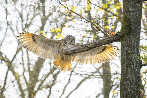 Eurasian eagle-owl (Bubo bubo) landing, captive, Bavaria, Germany