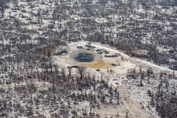 Structure and pattern, trees in the dry season, arid landscape, aerial view of the Okavango Delta, near Maun, Okavango Delta, Botswana