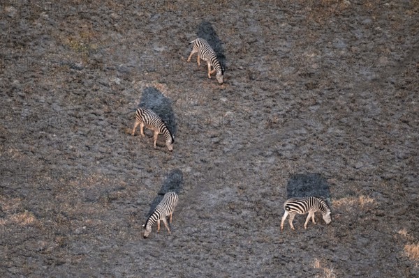 Steppe zebras (Equus quagga) grazing in arid landscape, aerial view, Okavango Delta, Botswana