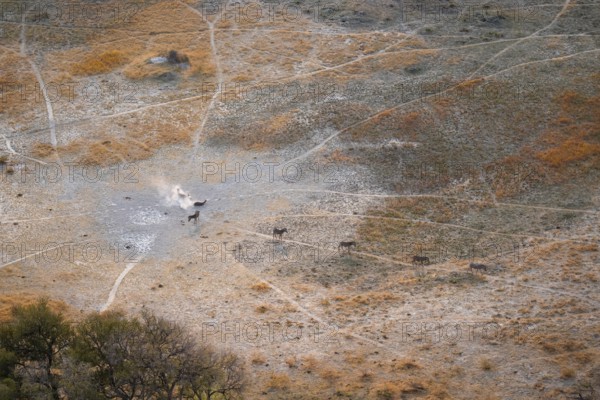 Steppe zebras (Equus quagga) rolling in dust, savanna landscape with yellow grass, aerial view, Okavango Delta, Botswana