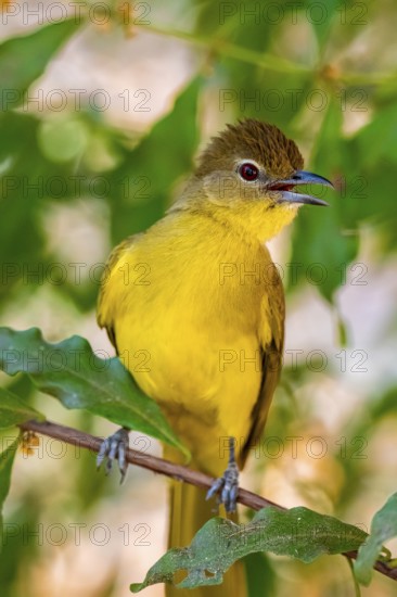 Yellow-bellied Greenbul (Chlorocichla flaviventris), Yellow-bellied Greenbul, Zambezi Region, Caprivi Strip, Namibia