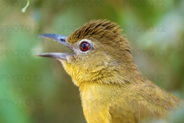 Yellow-bellied Greenbul (Chlorocichla flaviventris), Yellow-bellied Greenbul, Zambezi Region, Caprivi Strip, Namibia