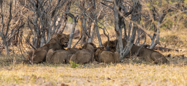Lion pack with kill, lion (Panthera Leo) eats buffalo, savanna, Moremi Game Reserve, Botswana