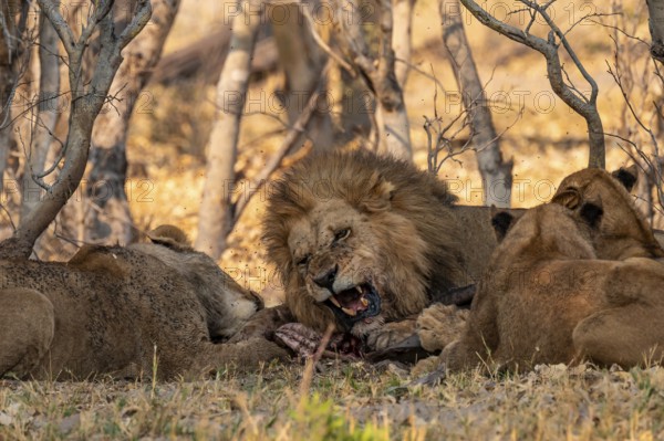 Lion pack with kill, maned lion (Panthera Leo) eats buffalo, savanna, Moremi Game Reserve, Botswana