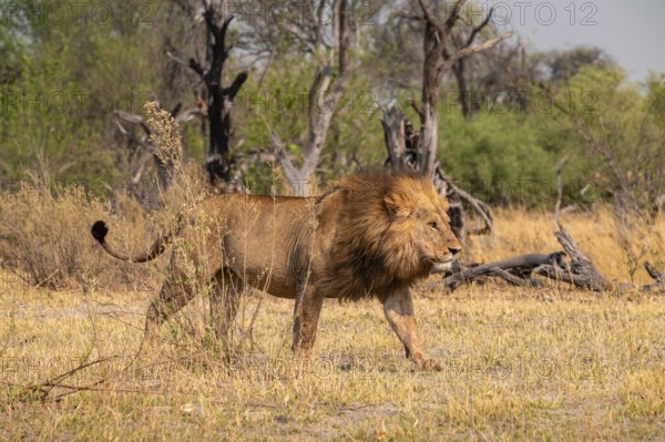 Maned lion, lion (Panthera Leo) runs to the side, savanna, Moremi Game Reserve, Botswana