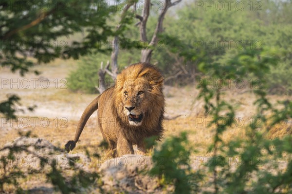 Maned Lion, Lion (Panthera Leo) runs, Savanna, Moremi Game Reserve, Botswana