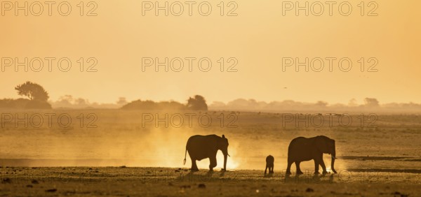 African elephant (Loxodonta africana), silhouette, sunset, atmospheric light, Ihaha, Chobe National Park National Park, Botswan