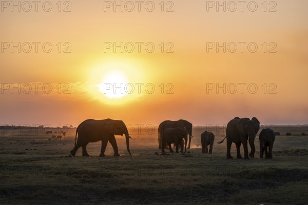 Herd, African Elephant (Loxodonta africana), Silhouette, Sunset, Ambient Light, Ihaha, Chobe National Park, Botswan