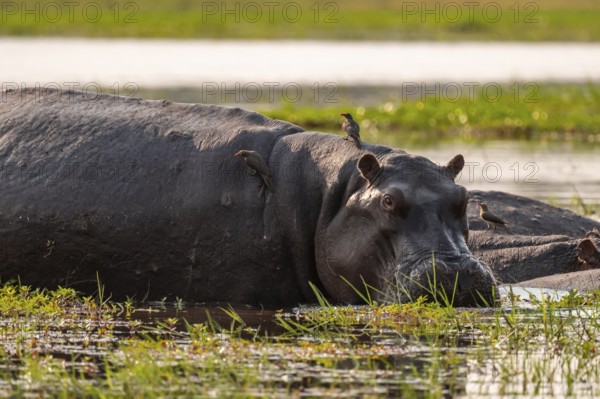 Hippopotamus (Hippopatamus amphibius), Okavango Delta, Moremi Game Reserve, Botswana