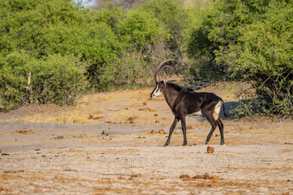 Sable, black antelope, black antelope (Hippotragus niger), Caprivi strip, Namibia