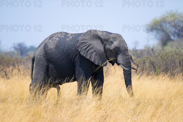 African elephant (Loxodonta africana) in dry savanna, Bwabwata National Park, Caprivi Strip, Namibia