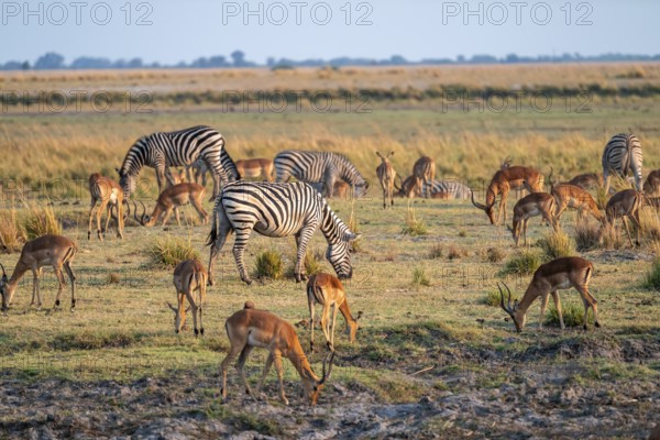 Impalas and steppe zebras (Equus quagga), atmospheric lighting, Ihaha, Chobe National Park National Park, Botswan