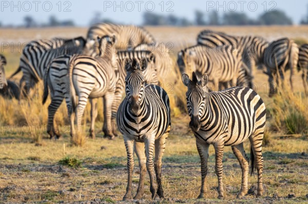 Herd of Steppe Zebras (Equus quagga), Ambient Light, Ihaha, Chobe National Park National Park, Botswan