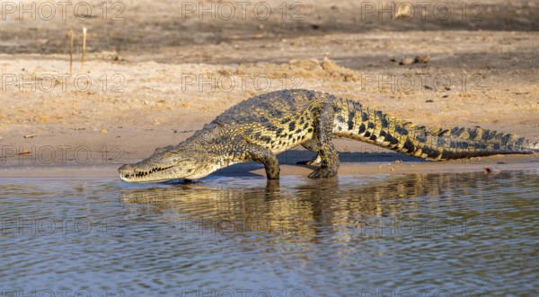 Nile crocodile (Crocodylus niloticus) runs on the Okavango River, Caprivi Strip, Namibia