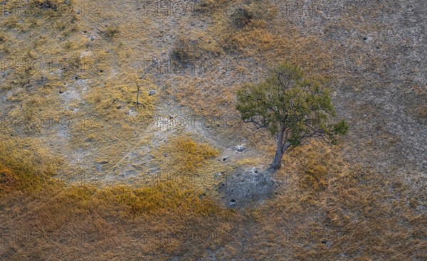 Species tree in the savanna, landscape, aerial view of the Okavango Delta, near Maun, Okavango Delta, Botswana