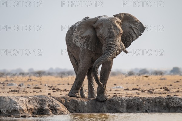 African elephant (Loxodonta africana) drinking at waterhole, Nxai Pan National Park, Botswana