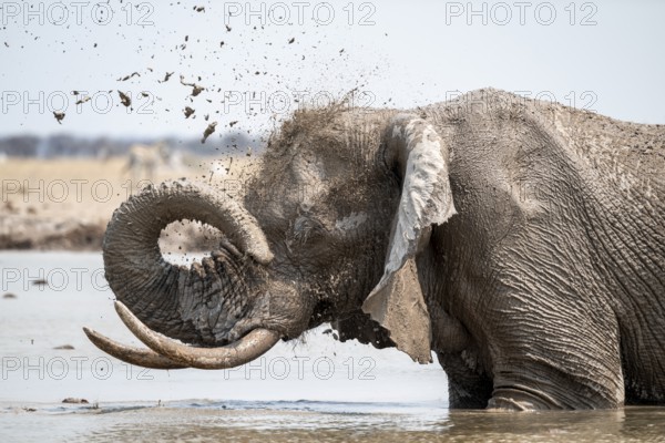 Male, African elephant (Loxodonta africana), mud bath at waterhole, Nxai Pan National Park, Botswana