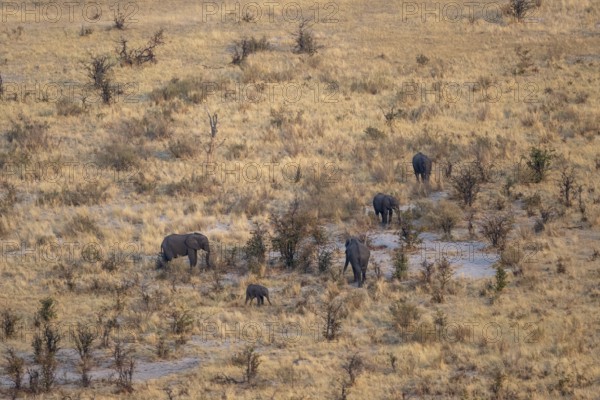 African elephant (Loxodonta africana) in dry savanna, aerial view, Okavango Delta, Botswana