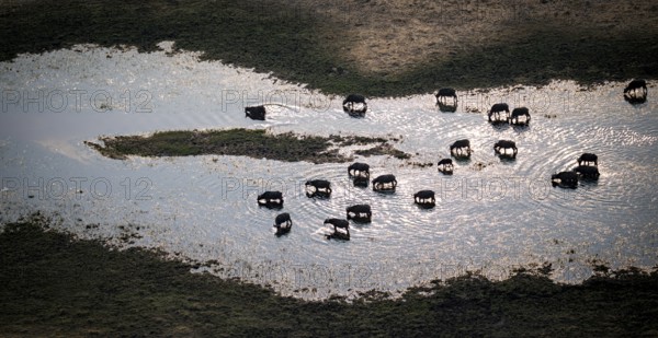 Kaffir buffalo (Syncerus caffer caffer), flock drinking in the river, aerial view, Okavango Delta, Botswana