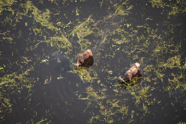 Kaffir buffalo (Syncerus caffer caffer), Two animals drinking in the river, aerial view, Okavango Delta, Botswana
