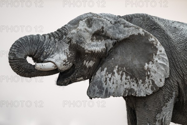 Animal Portrait, Dramatic African Elephant (Loxodonta africana), at a waterhole, Nxai Pan National Park, Botswana