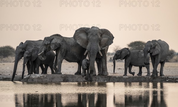 Animal family with baby elephant, African elephants (Loxodonta africana), drinking at the waterhole, dramatic reflection in the water, Nxai Pan National Park, Botswana