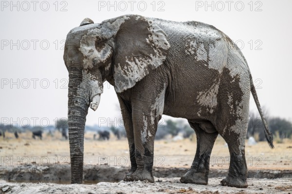 African elephant (Loxodonta africana) drinking at waterhole, Nxai Pan National Park, Botswana
