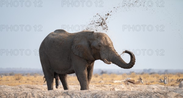 Male, African elephant (Loxodonta africana), mud bath at waterhole, Nxai Pan National Park, Botswana
