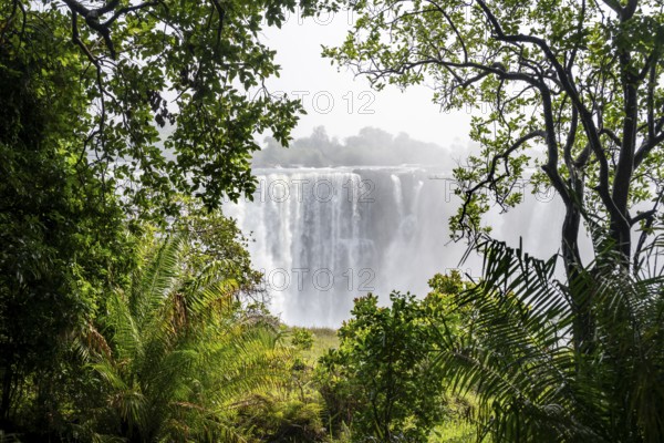 Water plunges into the depths, Victoria Falls with jungle and green plants, Zambezi, Zimbabwe