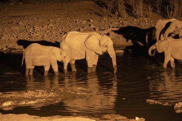 Night view, African elephant (Loxodonta africana), at Halali waterhole, Etosha National Park, Namibia