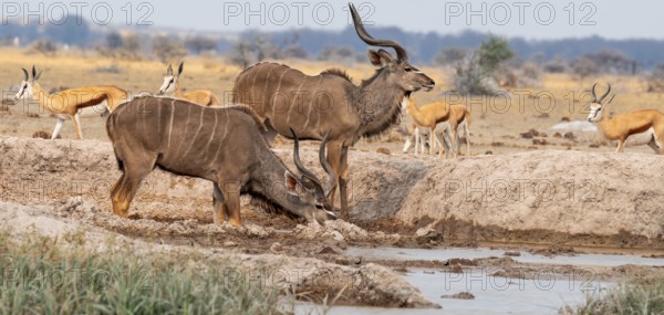 Big Kudu (Tragelaphus strepsiceros), flock drinking at waterhole, Nxai Pan National Park, Botswana